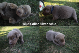 Labrador Retriever Litter for sale in CULLMAN, AL, USA