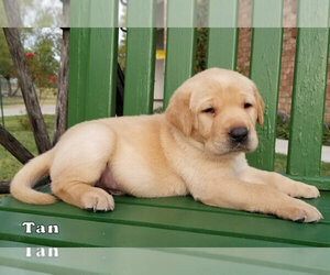 Labrador Retriever Litter for sale in LONE OAK, TX, USA