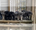 Small Photo #1 Cane Corso Puppy For Sale in EXTON, PA, USA