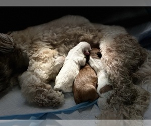 ShihPoo Litter for sale in OVIEDO, FL, USA