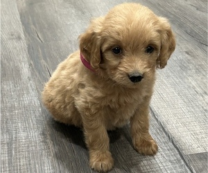 Goldendoodle (Miniature) Litter for sale in WASHINGTON, IN, USA