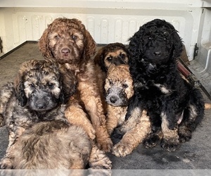Labradoodle Litter for sale in NEWBERG, OR, USA