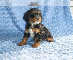 Cavapoo Litter for sale in NEW CONCORD, OH, USA