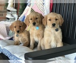 Small Photo #1 Golden Retriever Puppy For Sale in SONORA, KY, USA