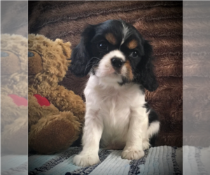 Cavalier King Charles Spaniel Litter for sale in CLARE, MI, USA