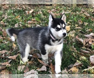 Siberian Husky Litter for sale in KANSAS CITY, MO, USA