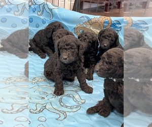 Poodle (Standard) Litter for sale in BEDFORD, IN, USA