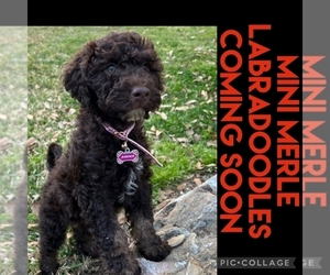 Labradoodle Litter for sale in COLLEGE STA, TX, USA