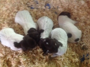 German Shorthaired Pointer Litter for sale in BRANDON, WI, USA