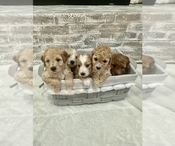 Medium Photo #1 Goldendoodle (Miniature) Puppy For Sale in GASTONIA, NC, USA