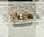 Small Photo #1 Goldendoodle (Miniature) Puppy For Sale in GASTONIA, NC, USA