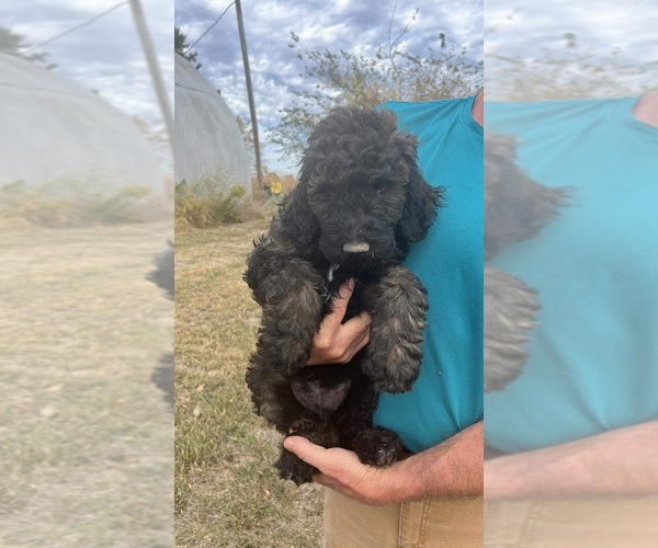 Medium Photo #1 Poodle (Standard) Puppy For Sale in PIQUA, KS, USA