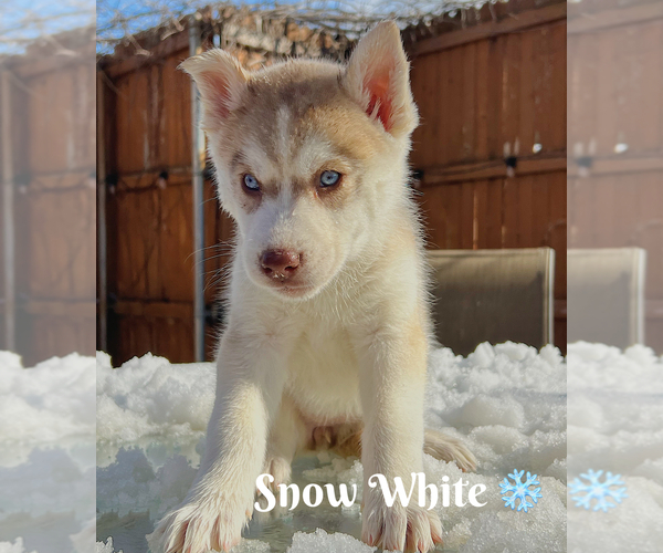 Medium Photo #1 Siberian Husky Puppy For Sale in MESQUITE, TX, USA