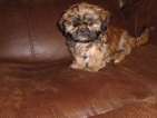 Small Photo #1 Shih Tzu Puppy For Sale in MYRTLE BEACH, SC, USA