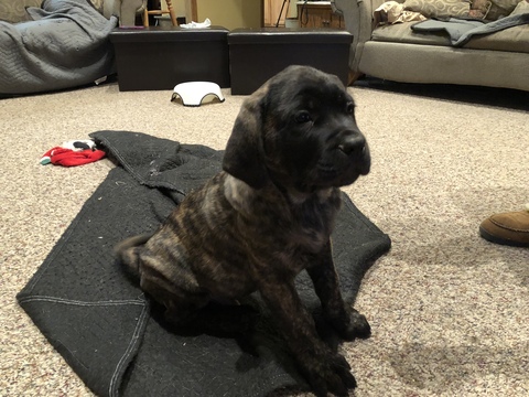 Medium Photo #1 Mastiff Puppy For Sale in MASURY, OH, USA