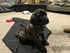 Small Photo #1 Mastiff Puppy For Sale in MASURY, OH, USA