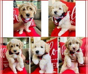 Maltipoo Litter for sale in CYPRESS, TX, USA
