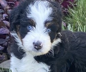 Aussiedoodle-Bernedoodle Mix Litter for sale in BATAVIA, OH, USA