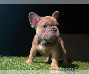French Bulldog Litter for sale in GROVETOWN, GA, USA