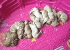 Small Photo #1 Goldendoodle Puppy For Sale in EAST ELLIJAY, GA, USA