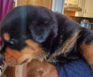 Rottweiler Litter for sale in UMATILLA, OR, USA