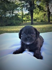 Shih-Poo Litter for sale in QUINLAN, TX, USA