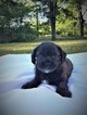Small Photo #1 Shih-Poo Puppy For Sale in QUINLAN, TX, USA