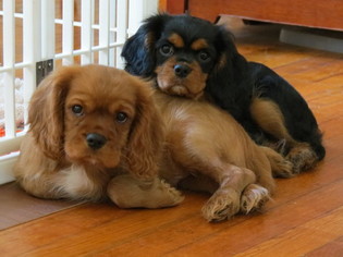 Cavalier King Charles Spaniel Litter for sale in COLUMBIA, SC, USA