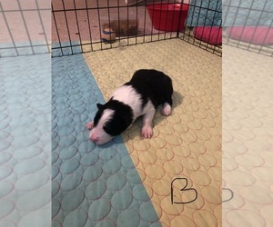 Border Collie Litter for sale in EMLENTON, PA, USA