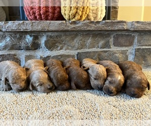 Goldendoodle (Miniature) Litter for sale in JACKSONVILLE, IL, USA