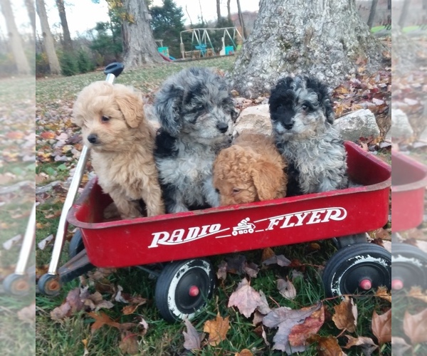 Medium Photo #1 Goldendoodle-Poodle (Miniature) Mix Puppy For Sale in MILLERSBURG, PA, USA