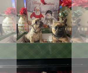 French Bulldog Litter for sale in CHICAGO, IL, USA