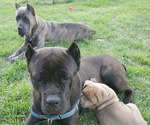 Small Cane Corso