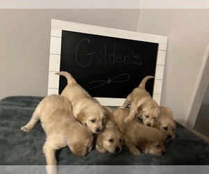 Golden Retriever Litter for sale in ALBUQUERQUE, NM, USA