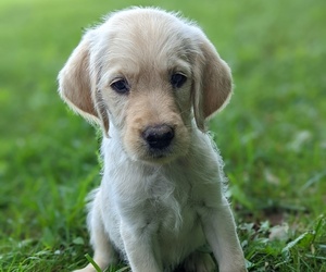 Labradoodle Litter for sale in FLOYD, VA, USA