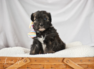 Aussiedoodle Litter for sale in MONTROSE, CO, USA