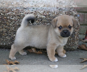 Pug Litter for sale in WILLS POINT, TX, USA