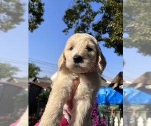 Goldendoodle Litter for sale in ROSEMEAD, CA, USA