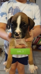 Boxer Litter for sale in COTTONWOOD, AZ, USA