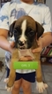 Small Photo #1 Boxer Puppy For Sale in COTTONWOOD, AZ, USA