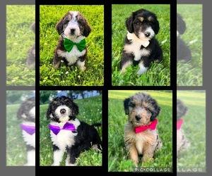 Miniature American Shepherd-Poodle (Standard) Mix Litter for sale in COXS CREEK, KY, USA