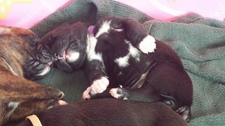 Boxer Litter for sale in TROY, VA, USA