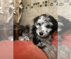 Aussiedoodle Litter for sale in SPRINGDALE, AR, USA