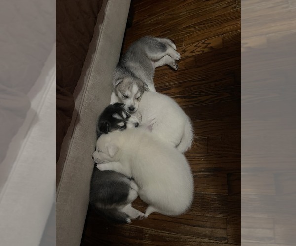 Medium Photo #1 German Shepherd Dog-Siberian Husky Mix Puppy For Sale in ALSIP, IL, USA