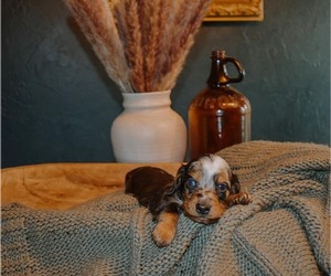 Dachshund Litter for sale in WEST PLAINS, MO, USA