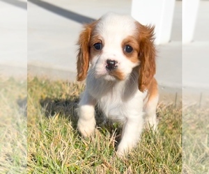 Cavalier King Charles Spaniel Litter for sale in NILES, MI, USA