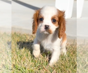 Medium Cavalier King Charles Spaniel