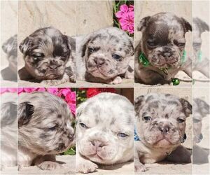 French Bulldog Litter for sale in BOSTON, MA, USA