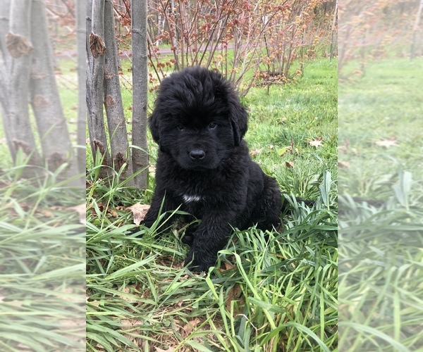 Medium Photo #1 Newfoundland Puppy For Sale in FOXBORO, WI, USA