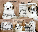 Small Photo #1 Zuchon Puppy For Sale in WINDSOR, CO, USA